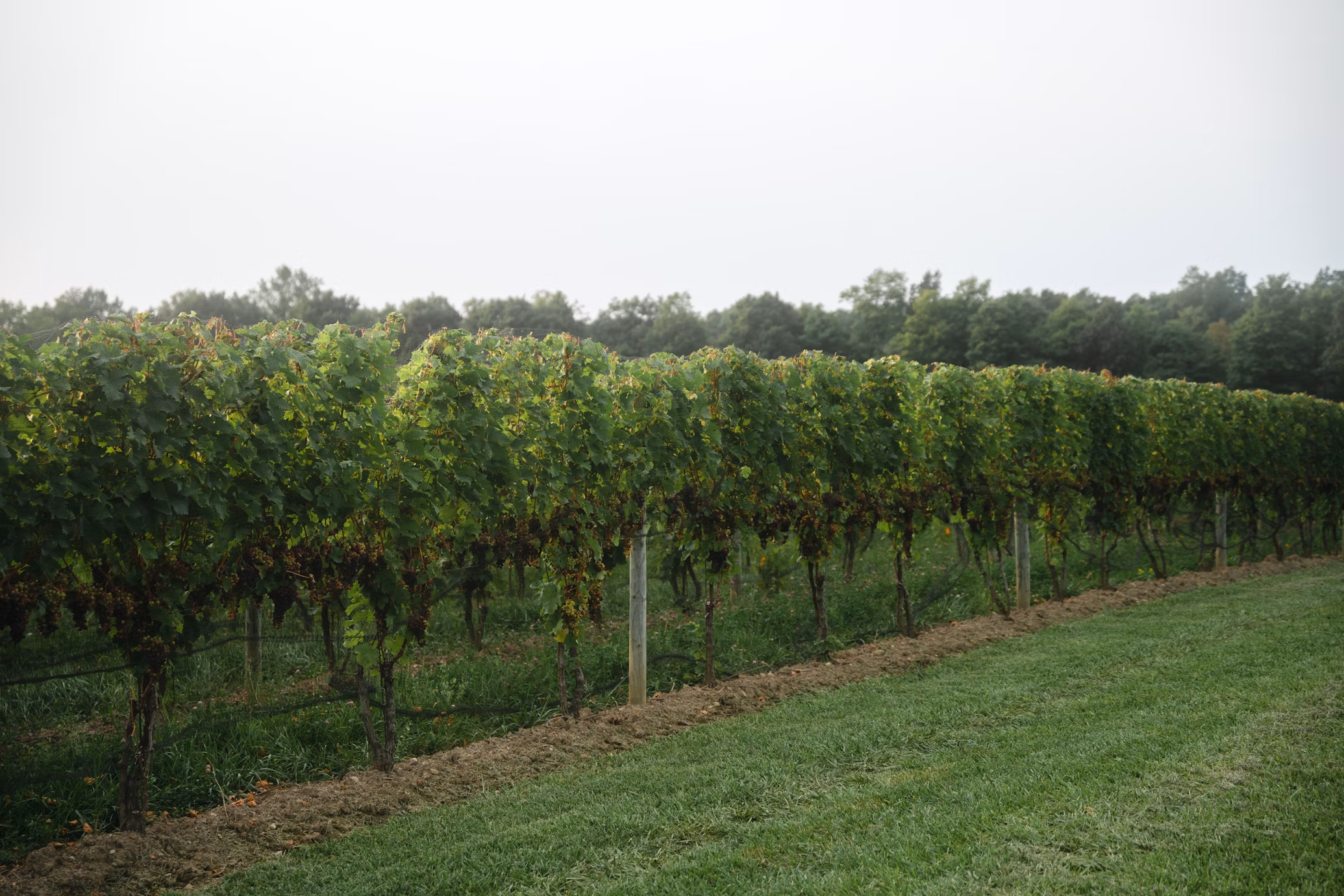 Luxury Living in the Finger Lakes Wine Region: A Guide to New York’s Premier Wine Country