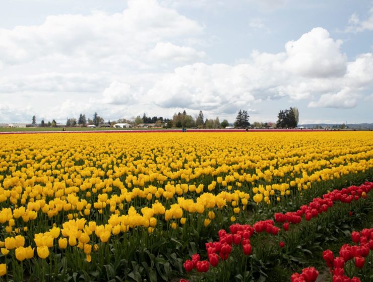Experience the Appeal of Northwest Washington